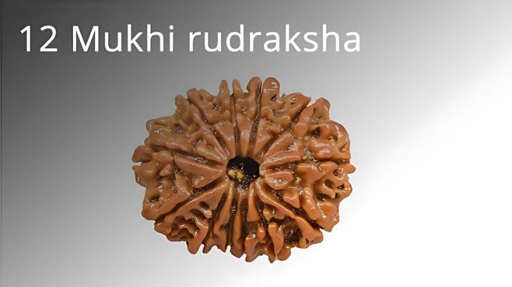 Astrological Benefits of the 12 Mukhi Rudraksha